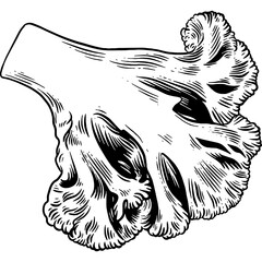 Hand drawn Cauliflower Sketch Illustration