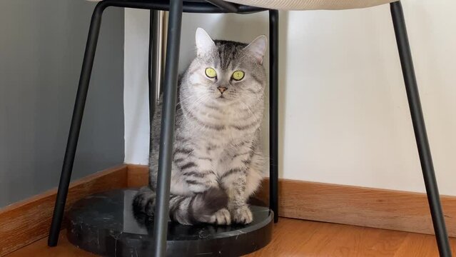Cute cat kitten hiding under the wooden chair