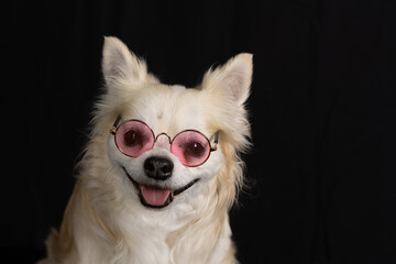 Dog with glasses