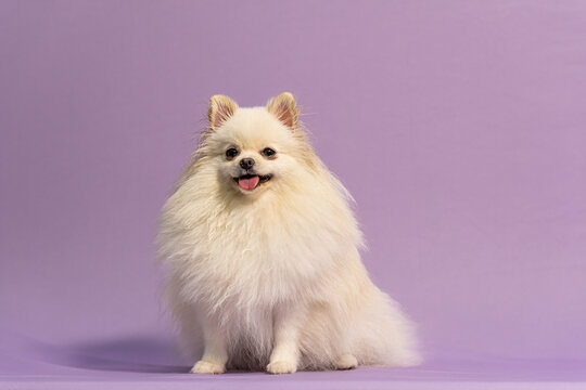 Spitz alem&atilde;o brando sentado em fundo lil&aacute;s