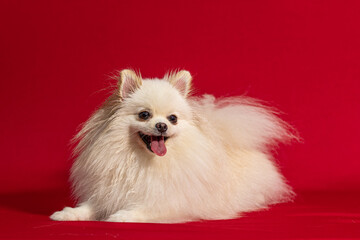 Spitz Alemao em fundo vermelho