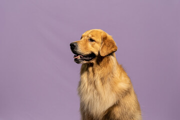 Golden Retriver em fundo lilas