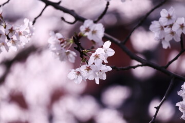 満開の美しい桜の花