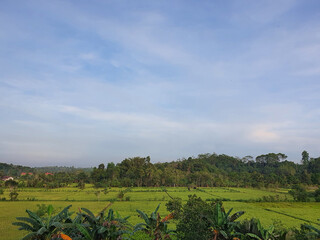 Green rice field in Kalimantan Indonesia