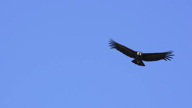 Andean Condor (Vultur gryphus)  in flight, Slow motion.