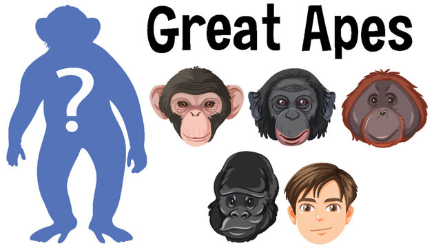 Five different types of great apes