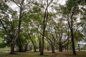 Fototapeta na wymiar trees in the park nature landscape
