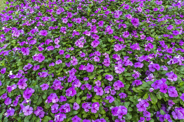 a summer field of nature purple flowers
