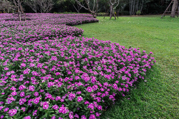 Obraz premium field of pink flowers in summer garden