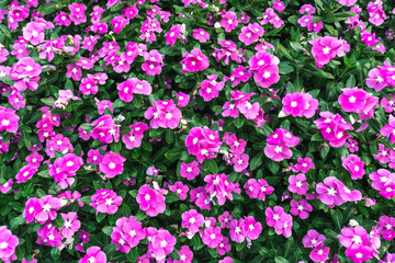 beautiful pattern with spring pink flowers