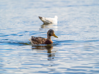 Mallard female Duck swims in the pond.