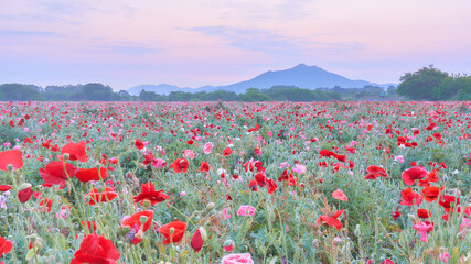 一面に広がるポピーの花畑と夜明け前の筑波山の絶景