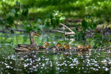 Ducklings swimming in pond with mother duck