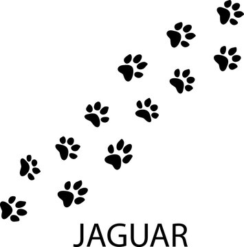 Jaguar Paw Print illustration on white background