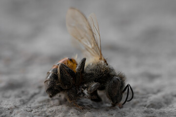 macro detail of dead bee on neutral background, bee concept