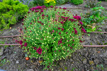 Naklejka premium flowerbed with blooming chrysanthemum burgundy