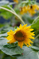 Sunflower natural and blooming background