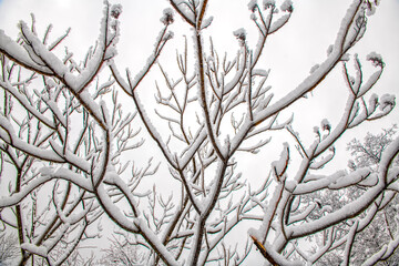 Tree limbs in the sky covered with snow