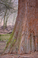 Trunk of Giant Sequoia Tree. Sequoiadendron giganteum or Sierran redwood in the forest.