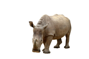 Obraz premium Rhinoceros isolated on transparent background png file 