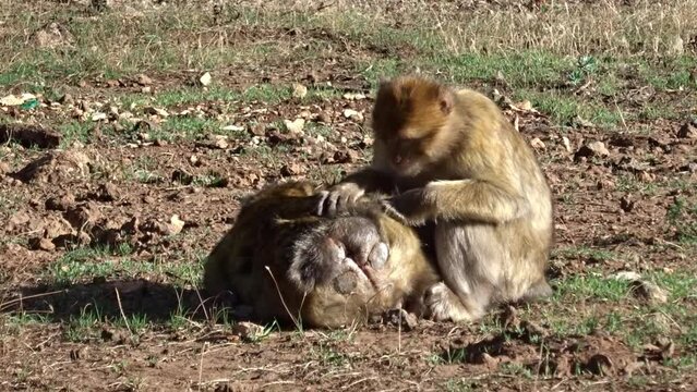 Monkey delousing another. Barbary macaques in Morocco.