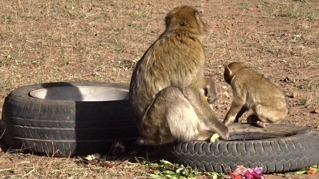 Baby monkey and his mother eating trash. Barbary macaque in Morocco.