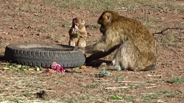 Barbary macaque baby with his mother looking for food in the garbage