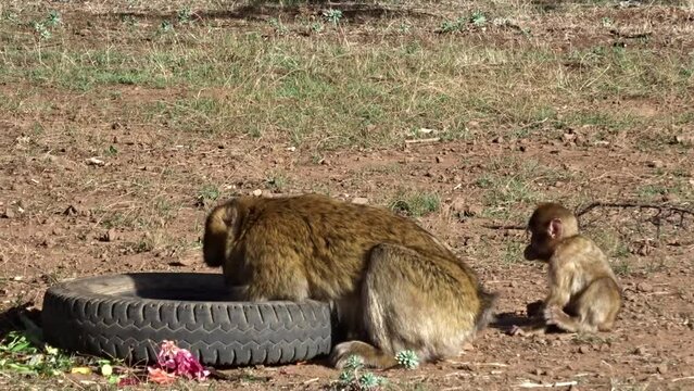 Barbary macaque with its baby searching for feed in an old tire