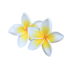Plumeria or Frangipani or Temple tree flower. Close up white-yellow plumeria flowers bouquet isolated on white background.