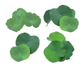 Top view green leaf of of lotus tree. Collection of beautiful lotus leaf isolated on white...