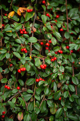 red and green leaves