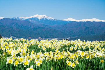 スイセンの花と雪の南アルプス