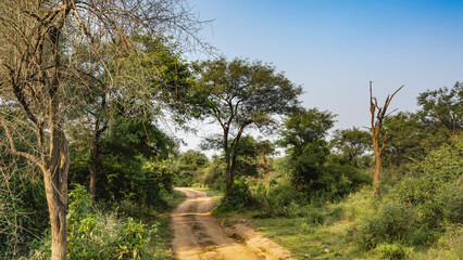 Fototapeta na wymiar A dirt safari road winds through the jungle. Ruts are visible. Grass and green trees on the roadsides. Clear blue sky. India. Sariska National Park
