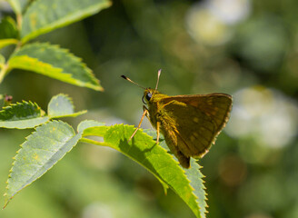 Obraz premium butterfly on a leaf of a plant on a sunny day, close-up.