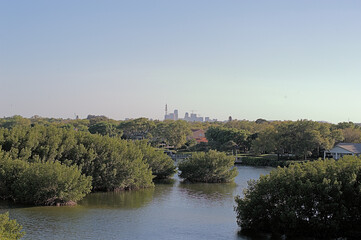 Fototapeta na wymiar Landscape Mangroves Daytime Skyline