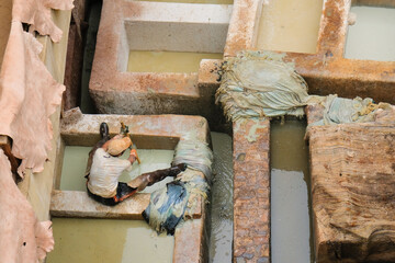 Fez, Morocco - worker soaks animal hides to soften in a mixture with cow urine and pigeon feces....