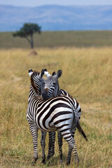 Zebras in love in the Maasai Mara