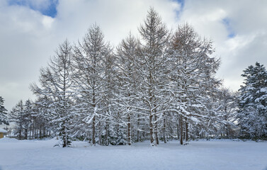 Beautiful view on covered snow scenery