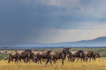Wildebeest in the rain in the Maasai Mara