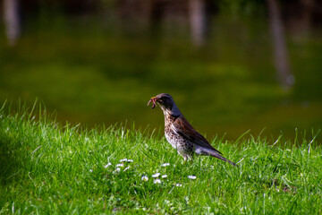 spring season in sirud birds