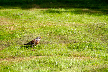spring season in sirud birds