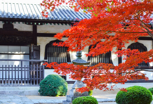 紅葉に彩られる寺の庭