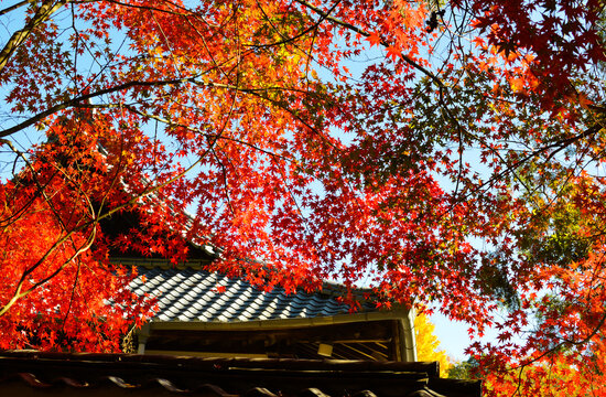 禅寺の紅葉
