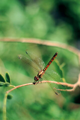dragonfly on a leaf. dragonfly on a branch. Dragonflies are insects that have the ability to fly. nature background.