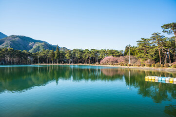 Fototapeta na wymiar 春の美しい桜咲く先人塚公園　