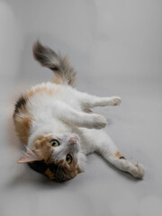 cat laying on the floor