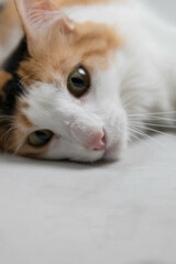 portrait of a cat