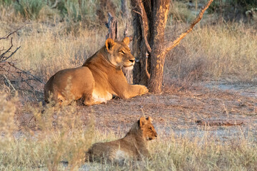 Lioness and cub isolated under a tree on the African savanna