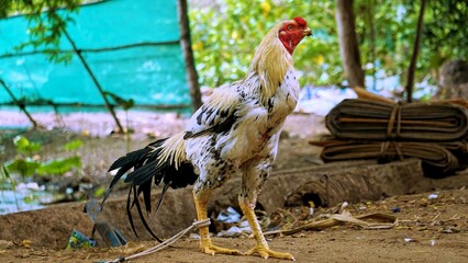 rooster in the farm