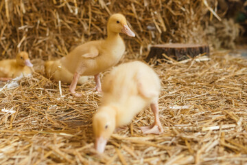 Live yellow ducks next to fresh hay close-up. the concept of raising animals on a farm.